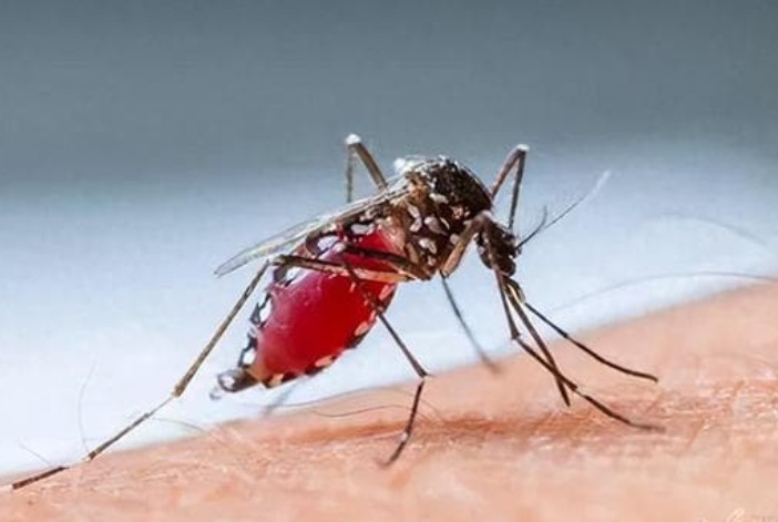 Quá trình hút máu của muỗi đáng sợ thế nào?