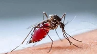 Quá trình hút máu của muỗi đáng sợ thế nào?