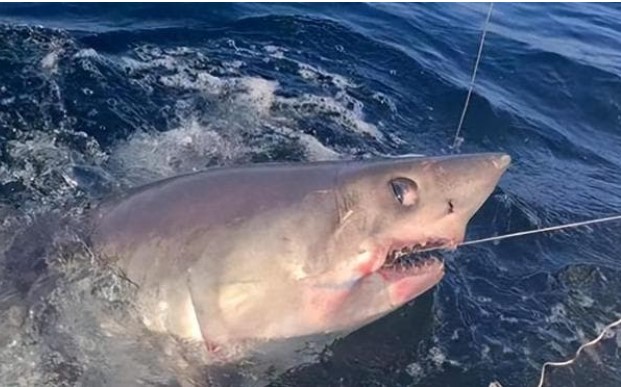 Sinh vật đáng sợ 'cá mập porbeagle' bất ngờ xuất hiện, cả cá mập cũng phải khiếp sợ