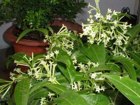 Đừng giữ ba loại hoa và cây này ở nhà, chẳng trách sức khỏe của bạn ngày càng sa sút!