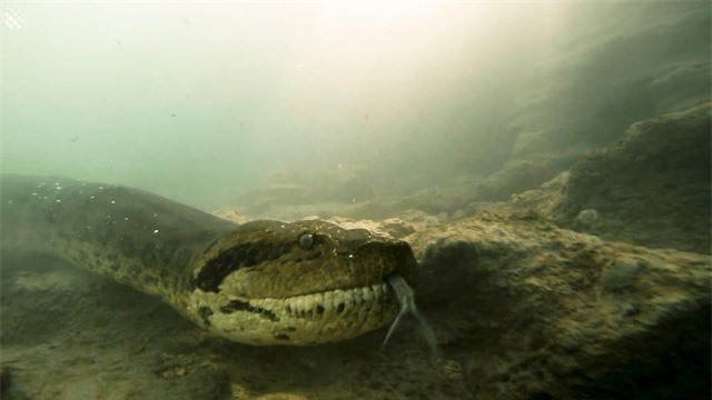 Trông dữ dằn thế thôi, ở ngoài đời, trăn Anaconda khá nền tính.