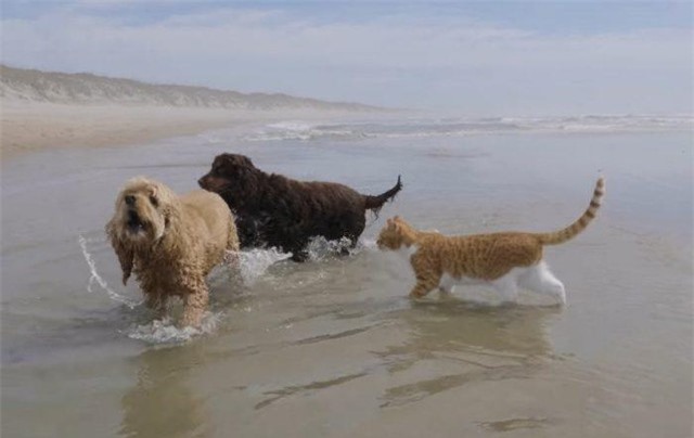 Dù đi ăn hay là đi biển, gia đình vẫn là trên hết.