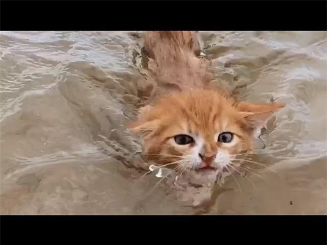 Marlin sinh ra mang hình hài của một con mèo nhưng lại mang tâm hồn của một chú chó nên đặc biệt thích bơi lội.