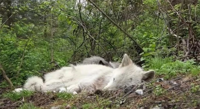Hai chú sói đang say giấc nồng.