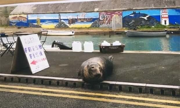 Không nhầm đâu, đây là hình ảnh một con hải cẩu vừa ngoi lên khỏi mặt nước và chuẩn bị sang đường.