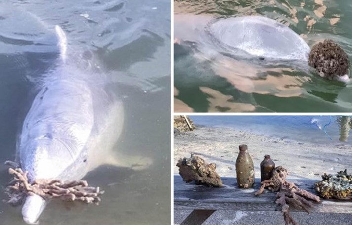 Clip: Lạ lùng chú cá heo có thói quen dùng những "báu vật" dưới biển sâu để đổi lấy thức ăn với con người