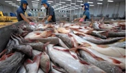 Kỳ vọng tăng trưởng xuất khẩu cá tra sang Hàn Quốc