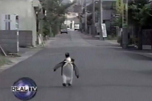 Clip: Cuộc sống hưởng lạc của chú chim cánh cụt: Ngày nằm điều hòa, chiều thong dong đi shopping