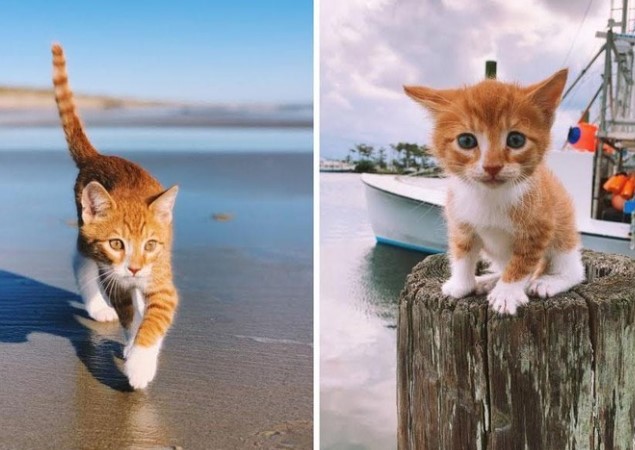 Clip: Marlin - con vật có hình hài của loài mèo nhưng lại mang tâm hồn của một chú chó, có khả năng bơi lội cực đỉnh