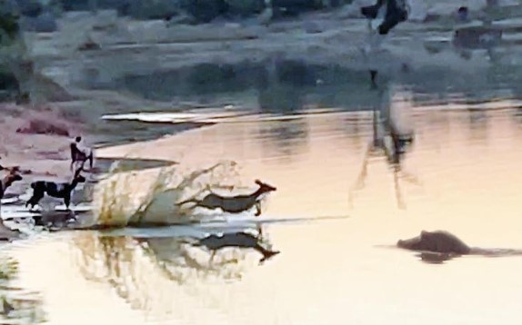 Clip: Giữa vòng vây trùng điệp của của bầy chó hoang châu Phi, linh dương vẫn tìm được "cửa sinh" một cách thần kỳ