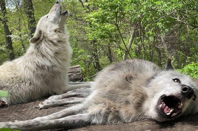 Clip: Ông hoàng lười biếng, bậc thầy của sự đối phó, hai con chó sói mê ngủ đến còn chẳng thèm đứng dậy để hú