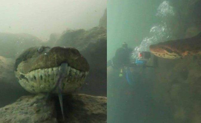 Cảm giác đang bơi, lặn mà gặp phải một con trăn Anaconda dài hơn 7 m thì sẽ ra sao?