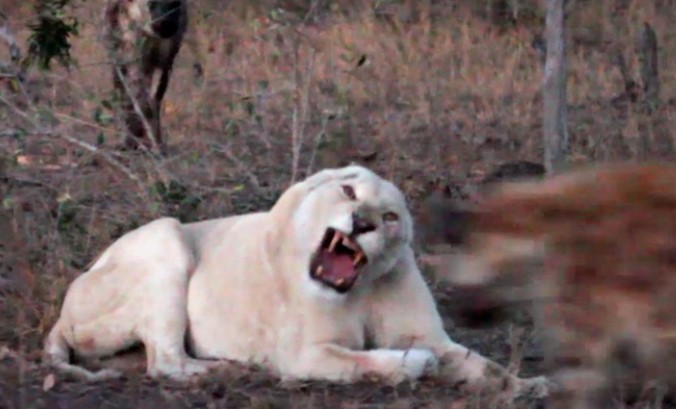 Clip: Sư tử trắng cực hiếm bị tấn công bởi đàn linh cẩu khát máu
