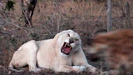 Clip: Sư tử trắng cực hiếm bị tấn công bởi đàn linh cẩu khát máu