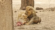 Sư tử cái giở trò quyến rũ con đực để lấy cắp miếng mồi