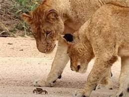 Đàn sư tử tỏ ra vô cùng tò mò khi bắt gặp sinh vật bé nhỏ đến từ vùng sông nước.