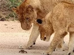 Đàn sư tử tỏ ra vô cùng tò mò khi bắt gặp sinh vật bé nhỏ đến từ vùng sông nước.