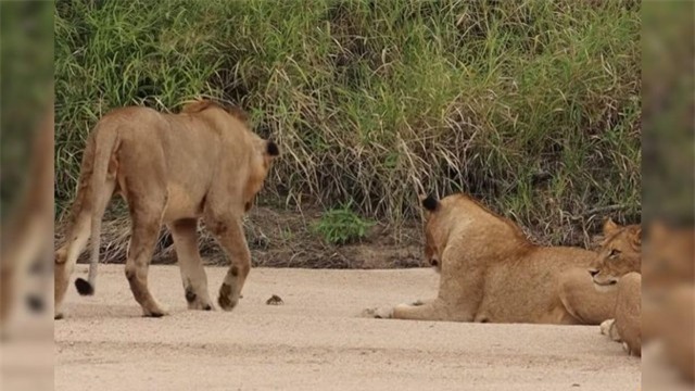 Mặc cho con cua ra vẻ ghê gớm, đàn sư tử vẫn chăm chú theo dõi động tĩnh của nó