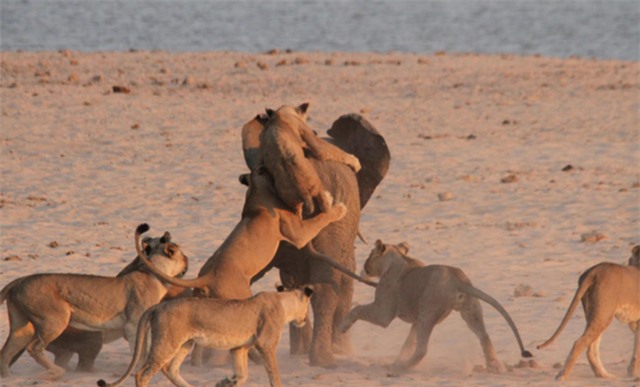Mặc dù bị liên tiếp tấn công, con voi vẫn vững vàng, trụ vững trước đàn sư tử hung hãn.