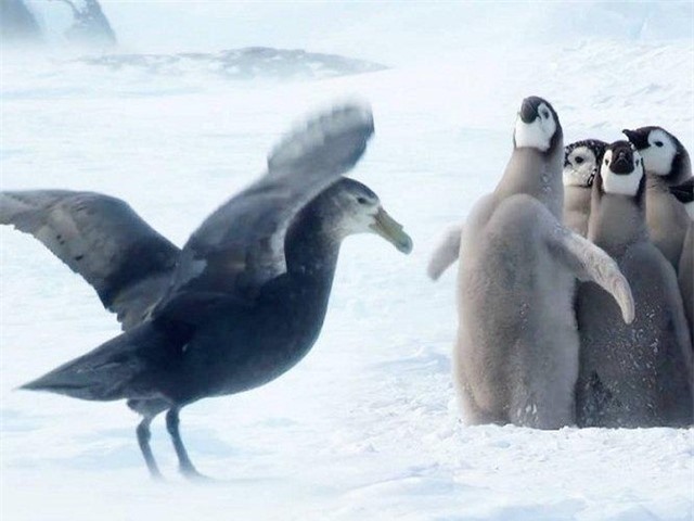 Một chim cánh cụt anh lớn dũng cảm dám đứng lên bảo vệ những người anh em trước sự đe dọa của con hải âu petrel khổng lồ.