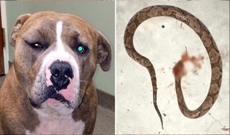 Để cứu chủ nhân, chú chó Pitbull dũng cảm đánh nhau với rắn độc và bị cắn sưng cả mặt