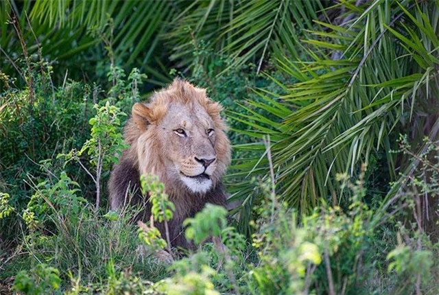 Con sư tử được phát hiện đang đứng trong bụi rậm.
