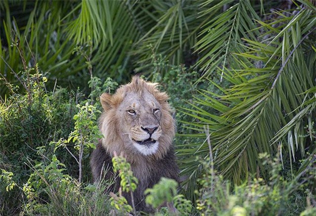 Sau khi thấy vị khách hoảng sợ, vị chúa sơn lâm tỏ vẽ khoái chí, sau đó nở nụ cười rất tươi. Sau khi thấy vị khách hoảng sợ, vị chúa sơn lâm tỏ vẽ khoái chí, sau đó nở nụ cười rất tươi.