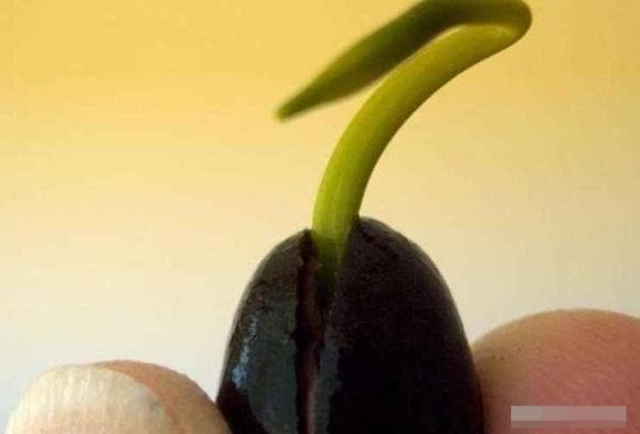 Tại sao hạt sen cổ thụ chôn vùi dưới lòng đất hàng nghìn năm vẫn có thể nảy mầm? Các nhà khoa học đang tranh luận về nó