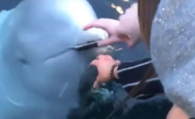 Clip: Hy hữu chưa từng có, cô gái được cá voi beluga đem trả chiếc điện thoại đánh rơi dưới đáy biển