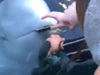 Clip: Hy hữu chưa từng có, cô gái được cá voi beluga đem trả chiếc điện thoại đánh rơi dưới đáy biển
