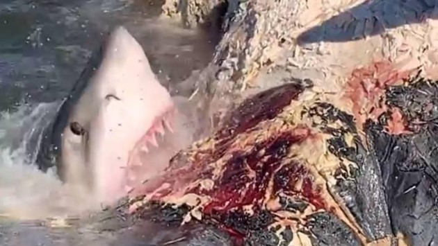 Clip: Bữa tiệc buffet cá voi ngoài trời với thực khách là đủ loại cá mập khét tiếng nhất đại dương