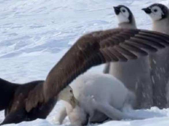 Clip: Tổ đội chim cánh cụt hú hồn thoát chết nhờ sự xuất hiện của một siêu anh hùng "cực ngầu"