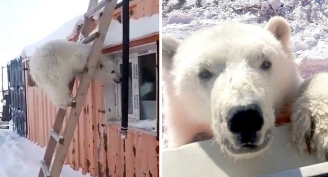 Clip: Biết ơn những người cưu mang mình từ nhỏ, gấu Bắc Cực báo đáp bằng món quà vô giá