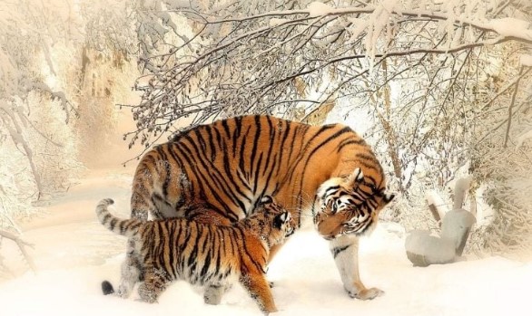 Ý trời Lộc Tràn vào cửa: 3 tuổi hết Tam Tai giàu như vũ bão, 1 tuổi số đỏ như son Tiền-Tình như ý