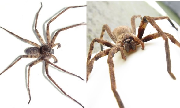 Khám phá loài nhện lớn nhất thế giới: Săn mồi tuyệt đỉnh, chân sải dài như con cua