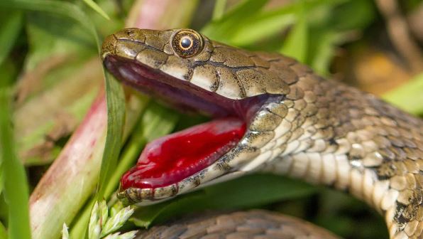 Loài rắn biết cách "hộc máu", đóng kịch giả chết để qua mặt kẻ thù