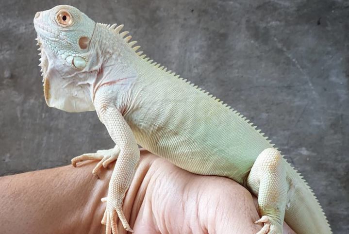 10 màu sắc rồng Nam Mỹ đẹp nhất thế giới khiến giới trẻ mê đắm, nhìn là muốn nuôi liền một bé