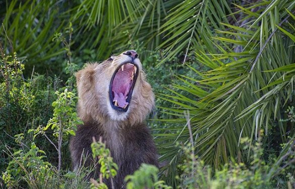 Thót tim trước cảnh sư tử đực phát hiện ra có người chụp trộm, tuy nhiên hành động sau đó của nó khiến ai cũng phải kinh ngạc