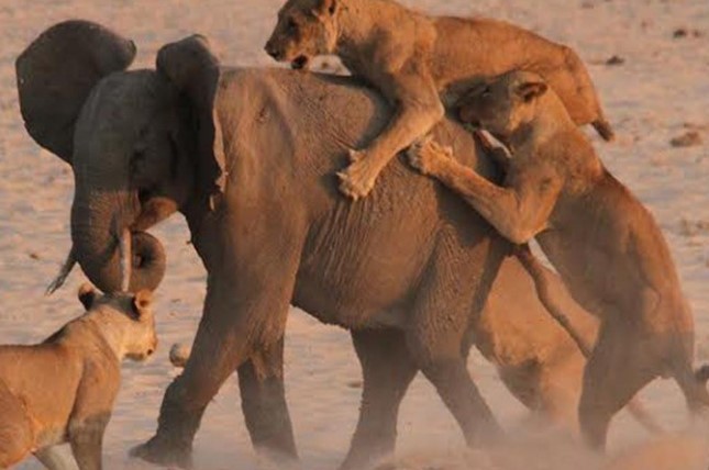 Clip: Cuộc chiến sinh tồn khốc liệt, voi con xoay xở trong vòng vây của 14 con sư tử