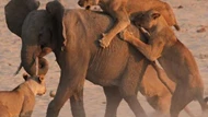 Clip: Cuộc chiến sinh tồn khốc liệt, voi con xoay xở trong vòng vây của 14 con sư tử
