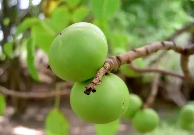 Cây nguy hiểm nhất thế giới không thể chạm vào: Chặt hay đốt đều trúng độc, các nhà khoa học cũng ‘bó tay’