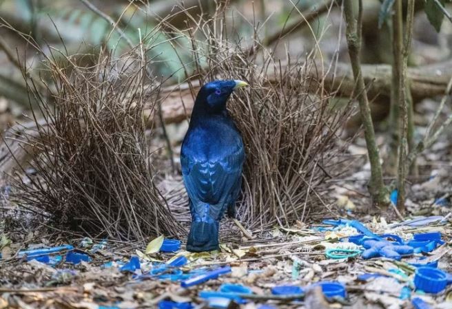 Độc nhất cách giao phối của thế giới động vật: Loài nào con đực phải ‘đấu kiếm’ mới được làm ‘chuyện ấy’?