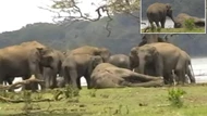 Clip: Xúc động khoảnh khắc đàn voi hơn 300 con tụ tập quanh xác chết con đầu đàn, bảy tỏ lòng kính trọng