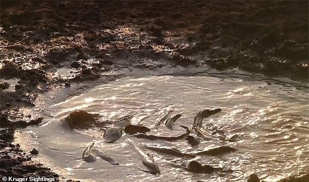 Vùng ao cạn với quá nhiều cá bên trong không khác gì "một nồi lẩu" lộ thiên đối với các loài thú ăn thịt. Vùng ao cạn với quá nhiều cá bên trong không khác gì "một nồi lẩu" lộ thiên đối với các loài thú ăn thịt.