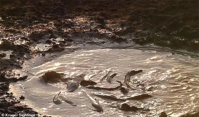 Vùng ao cạn với quá nhiều cá bên trong không khác gì "một nồi lẩu" lộ thiên đối với các loài thú ăn thịt.