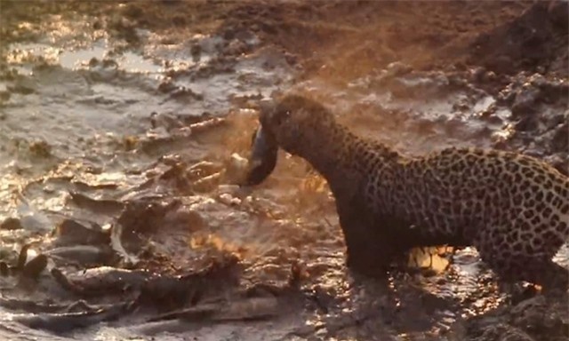 Đương nhiên con báo hoa mai sẽ không bỏ lỡ món quà đến từ mẹ thiên nhiên dành cho nó. Đương nhiên con báo hoa mai sẽ không bỏ lỡ món quà đến từ mẹ thiên nhiên dành cho nó.