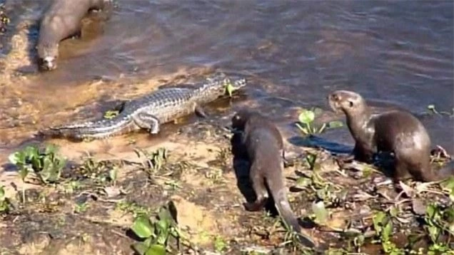 Đàn rái cá tiếp cận con cá sấu caiman, kẻ xâm phạm lãnh thổ.