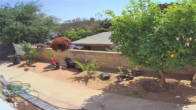 Những chú chó phát hiện ra các con gấu xâm phạm lãnh thổ. Những chú chó phát hiện ra các con gấu xâm phạm lãnh thổ.