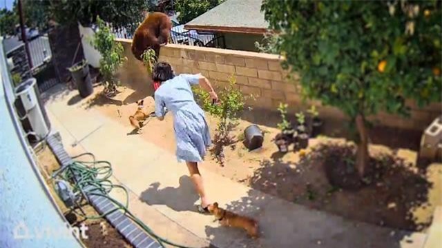 Hailey chạy đến giải cứu những chú chó của mình. Hailey chạy đến giải cứu những chú chó của mình.