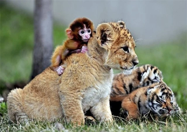 Tình bạn trong trẻo giữa 3 con thú còn nhỏ khỉ, hổ và sư tử.